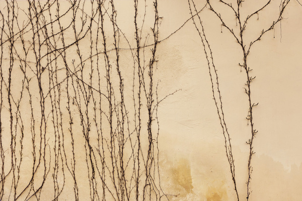 Dry trunks and branches of plants are no leaves on the old stone - 写真・画像