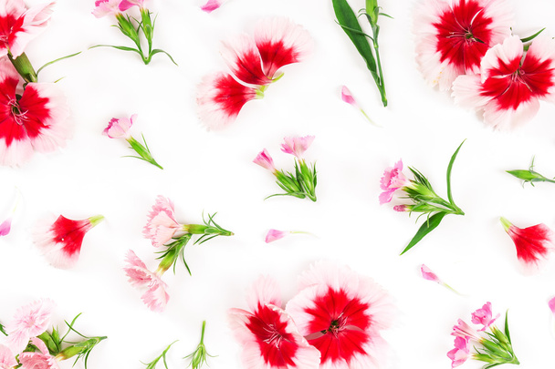 Flores de clavel sobre fondo blanco
.  - Foto, Imagen