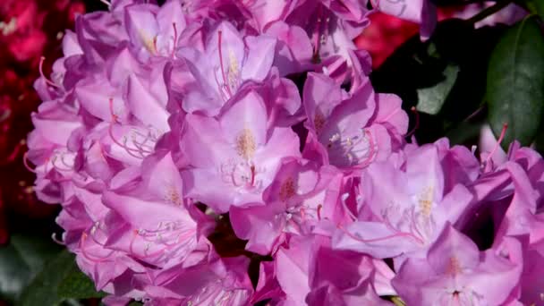 Hommel op Rhododendron - Video