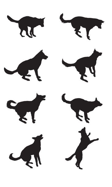 Černé siluety pastevecký pes v různých pózách - Vektor, obrázek