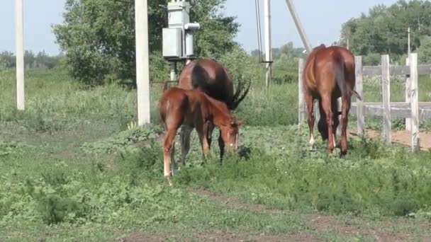 Foal en la granja
 - Metraje, vídeo