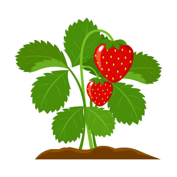 Strawberry icon cartoon. Single plant icon from the big farm, garden, agriculture set. - Vektor, kép
