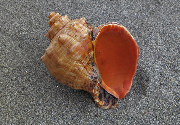seashell on the sand - Photo, Image
