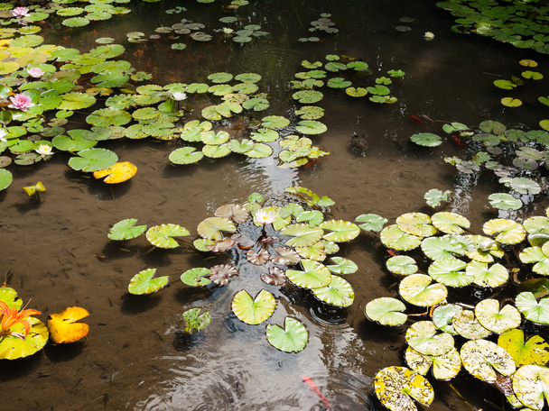 Flora y fauna en el estanque del parque
 - Foto, Imagen