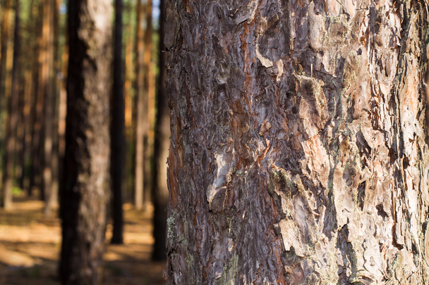 photo of tree bark of pine forest in the summer sunlight closeup - Foto, Imagen