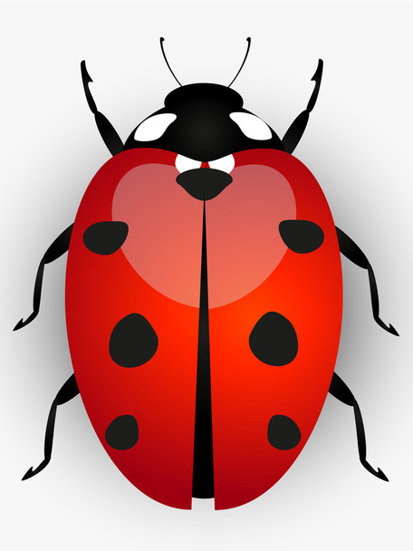 Ladybird beautiful illustration. - Vector, Image