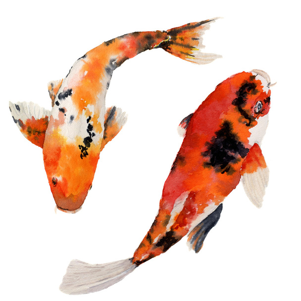 Watercolor oriental rainbow carp set. Koi fishes isolated on white background. Underwater illustration for design, background or fabric  - Photo, Image