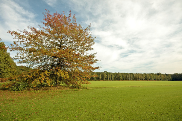 Árvores coloridas no outono nos Países Baixos
 - Foto, Imagem