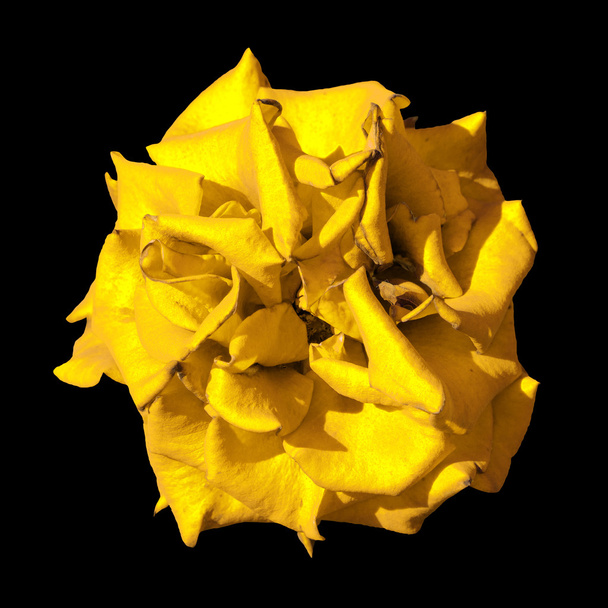 Surrealistyczne ciemne egzotyczne żółty Nagietek kwiat makro na białym na czarnym tle - Zdjęcie, obraz