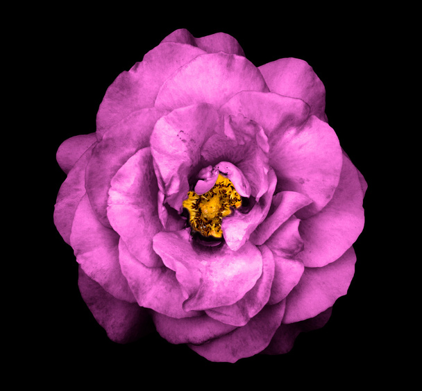 Surreal dark chrome pink rose flower isolated on black - Foto, imagen