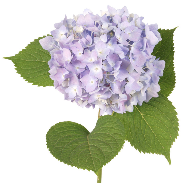 Hortensia de flor azul (ruta de recorte
) - Foto, imagen