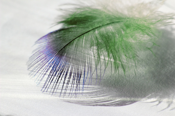 Barva ptačí pírko ležící na bílém papíře ve slunečním světle - Fotografie, Obrázek