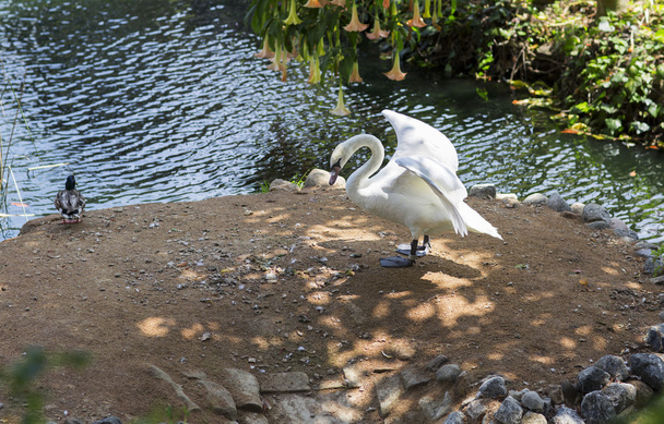 Portrait of a white Swan.  - Фото, изображение