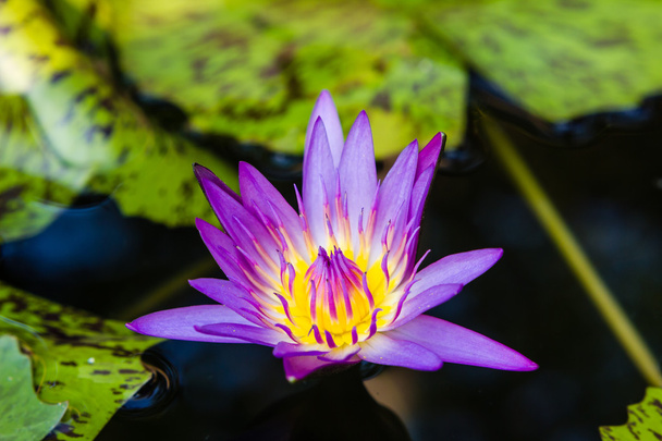 violet waterlily or lotus flower blooming on pond - Photo, Image