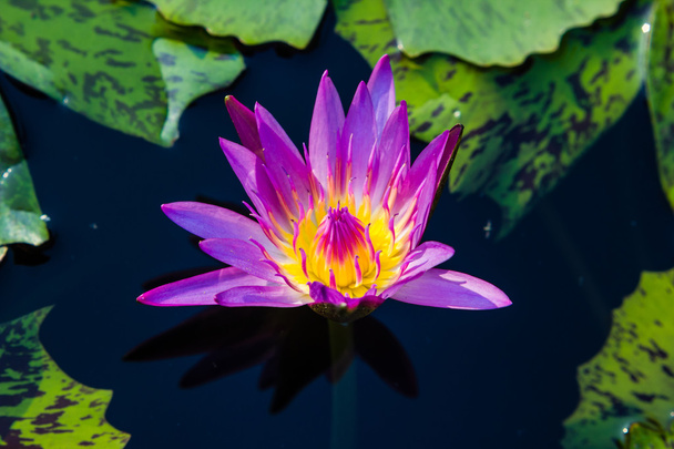 fleur de nénuphar ou lotus violet fleurissant sur l'étang
 - Photo, image