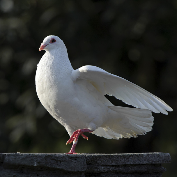 pure white dove - Zdjęcie, obraz