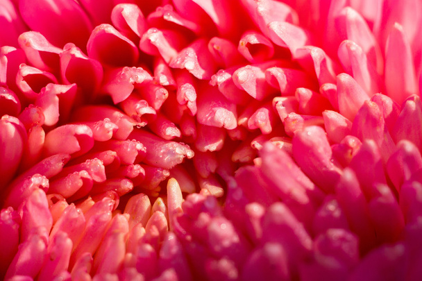 Aster-Blüten-Makro - Foto, Bild