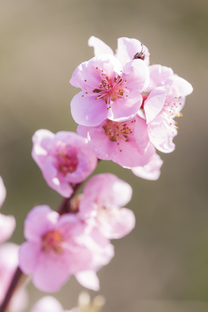 yksityiskohtaisesti kukka persikka puu
 - Valokuva, kuva
