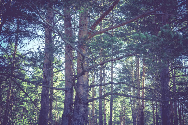 Pine Trees in the Morning Filtered - Photo, Image