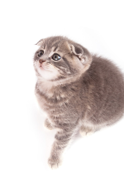 分離された灰色のフワフワ子猫  - 写真・画像