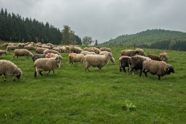 Hairy sheep on a green meadow  - Photo, Image