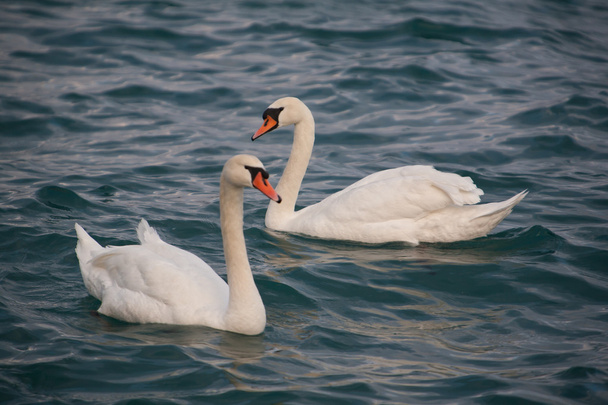 cisnes blancos
 - Foto, imagen