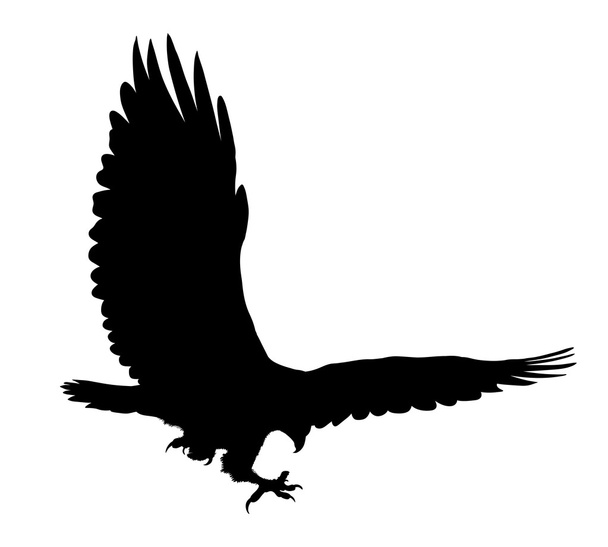Adler fliegende Silhouette isoliert auf weißem Hintergrund. Vektorillustration - Vektor, Bild
