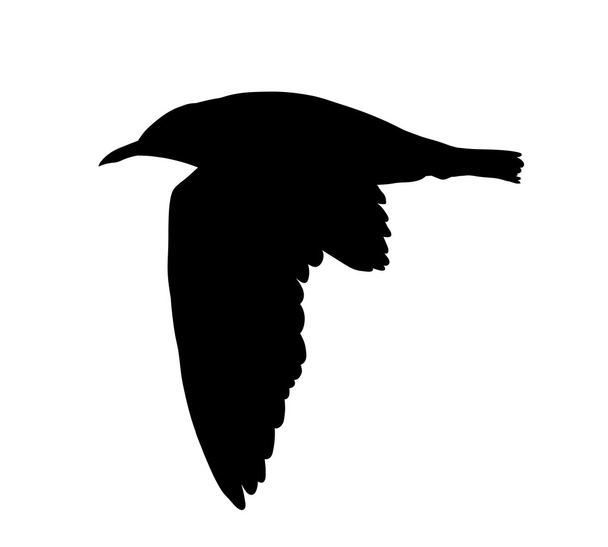 Чайка літаючого силуету ізольована на білому тлі. Векторні ілюстрації
 - Вектор, зображення