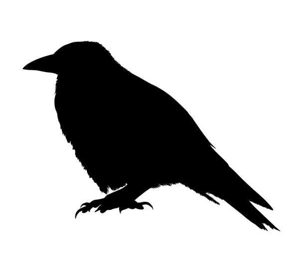 Raven silhouet geïsoleerd op een witte achtergrond. Vectorillustratie - Vector, afbeelding