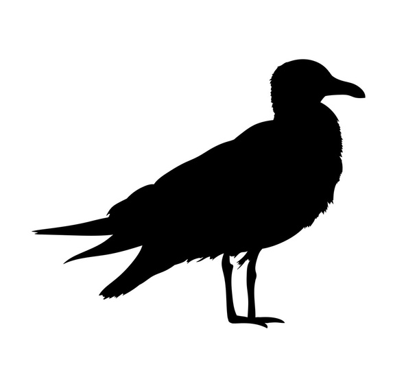Seagull silhouette isolated on white background. Vector illustration - Vettoriali, immagini