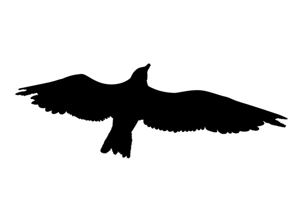 Чайка літаючого силуету ізольована на білому тлі. Векторні ілюстрації
 - Вектор, зображення
