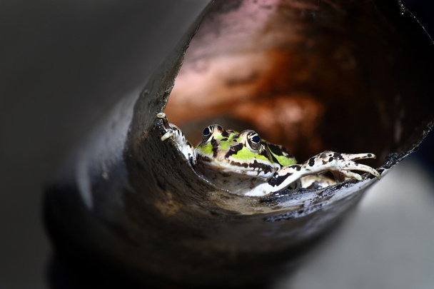 Vihreä sammakko putkessa
 - Valokuva, kuva