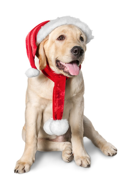 Labrador retriever vestindo um chapéu de Santa
 - Foto, Imagem