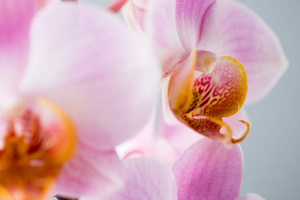 Pink orchid on the grey background. - Foto, afbeelding