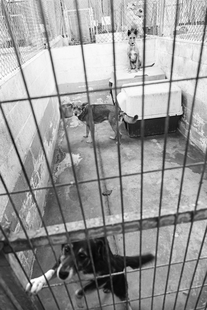 Koruyucu köpek ev sahipliği yaptı - Fotoğraf, Görsel