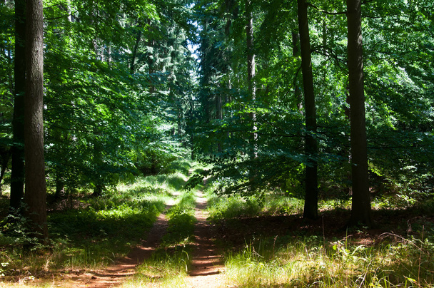 Mieszany las na wiosnę - Zdjęcie, obraz