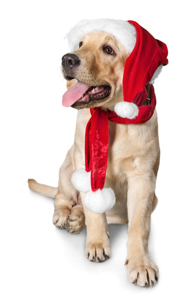 labrador retriever wearing a Santa hat - Фото, изображение