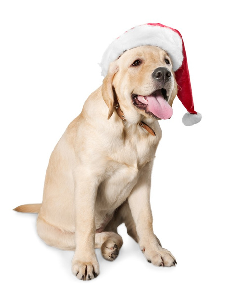 Cão usando um chapéu de Pai Natal
 - Foto, Imagem