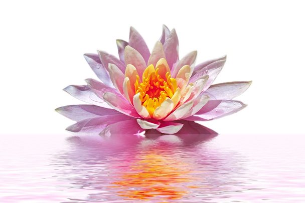 Kaunis vaaleanpunainen lootus kukka kelluu vedessä
 - Valokuva, kuva