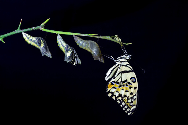 трансформація метелика вапна (Вітрильник-Папілій demoleus) на чорний bac - Фото, зображення