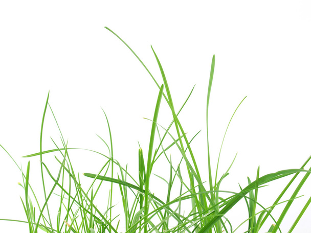зелена трава луг
 - Фото, зображення