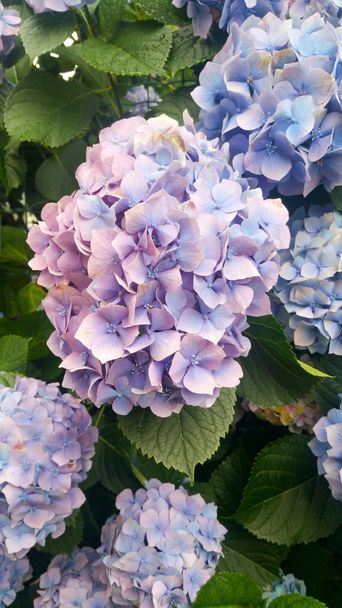 lleno de colorido jardín en flor
 - Foto, imagen