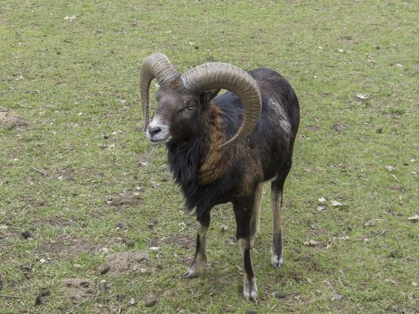 Closeup of an Mouflon - Photo, Image