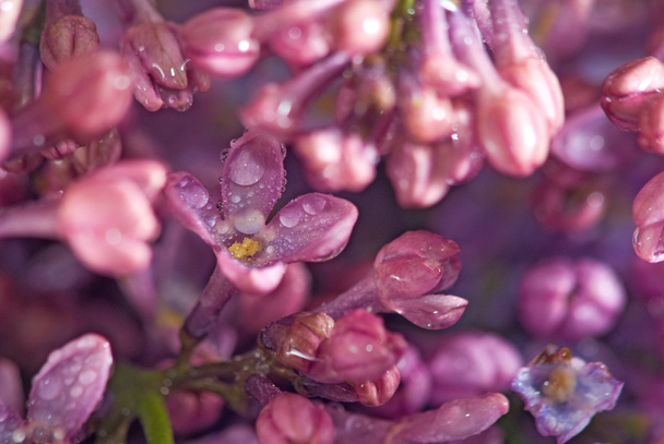 image of beautiful flowers closeup - Valokuva, kuva