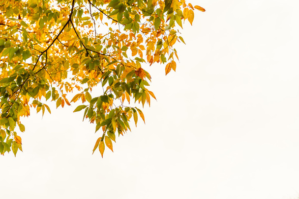 Beautiful Colorful Autumn Leaves - Fotó, kép