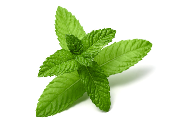 peppermint leaves isolated - Photo, Image