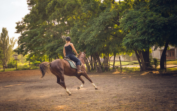 Молодая скаковая лошадь на арене для тренировок
 - Фото, изображение