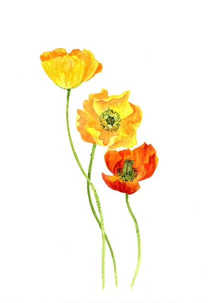 watercolor drawing flowers of yellow poppies - Φωτογραφία, εικόνα
