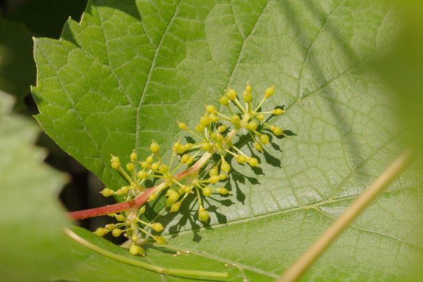 ovary grapes on a background of leaves - Zdjęcie, obraz