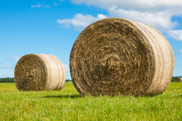 Два больших рулона сена в зеленом поле
 - Фото, изображение